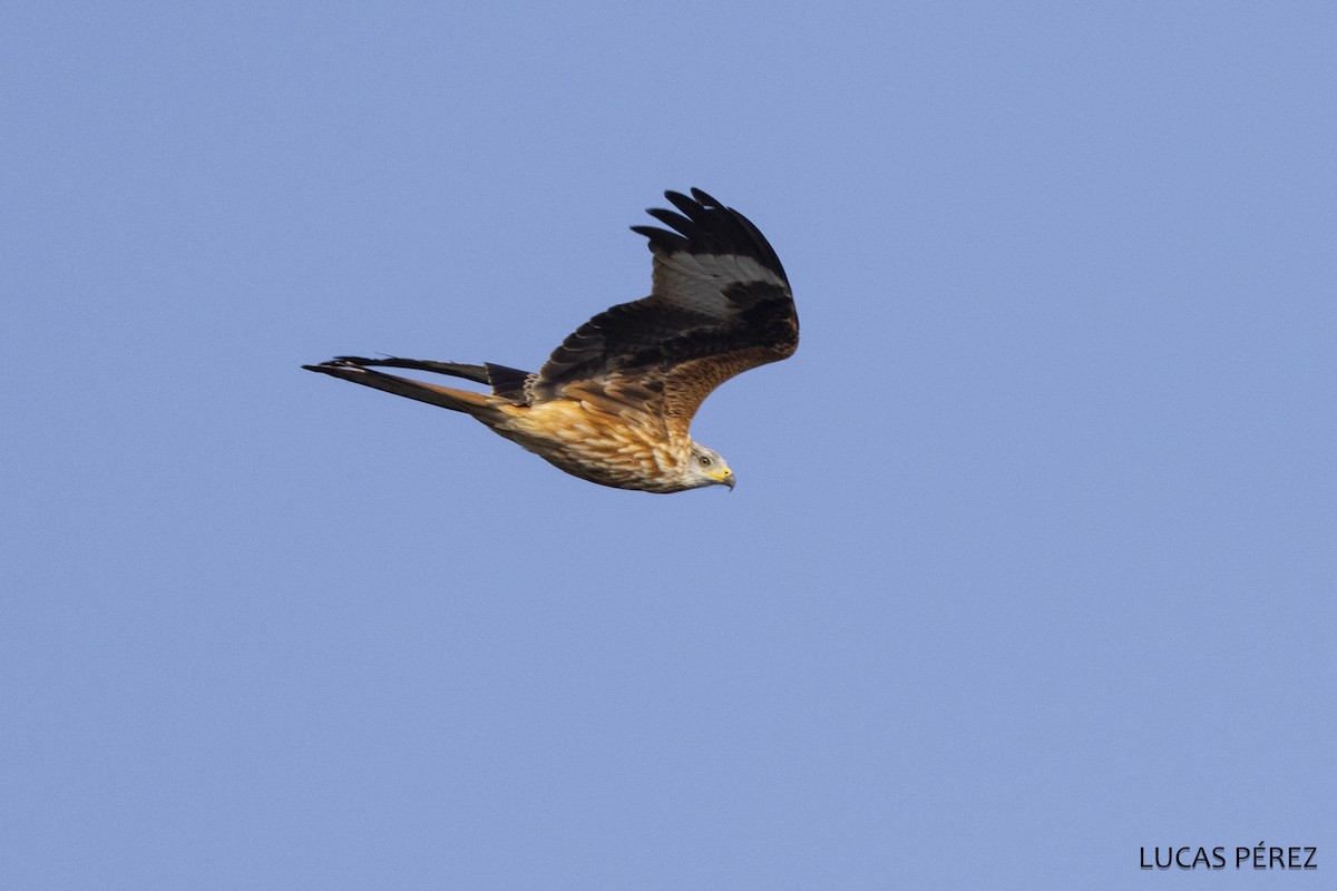 Miru gorria - ML646798308