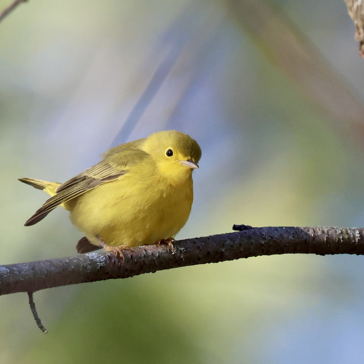 Northern Yellow Warbler - ML646798310