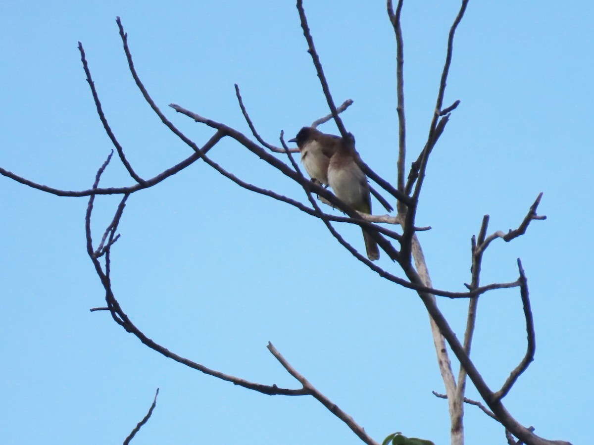 Темнолицый бюльбюль - ML646798315