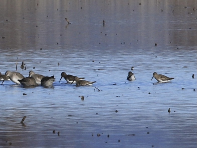 Dunlin - ML646798317