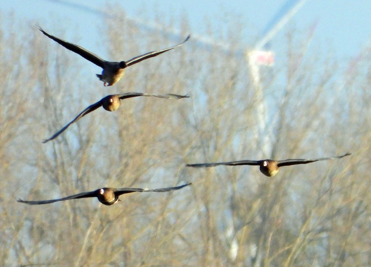 Манхин галуу - ML646798318