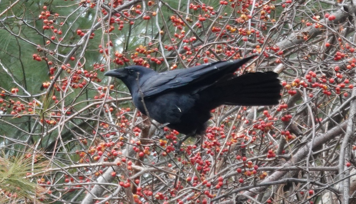 fiskekråke - ML646798319