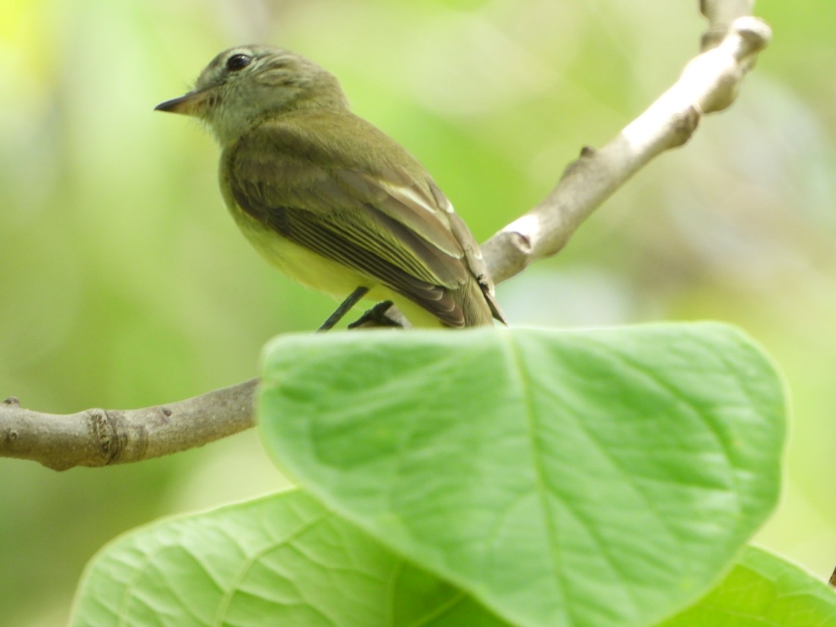 Greenish Elaenia - ML646798322