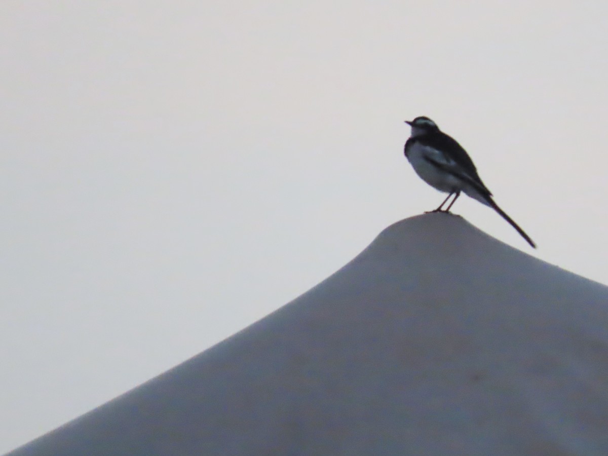 Пегая трясогузка - ML646798323