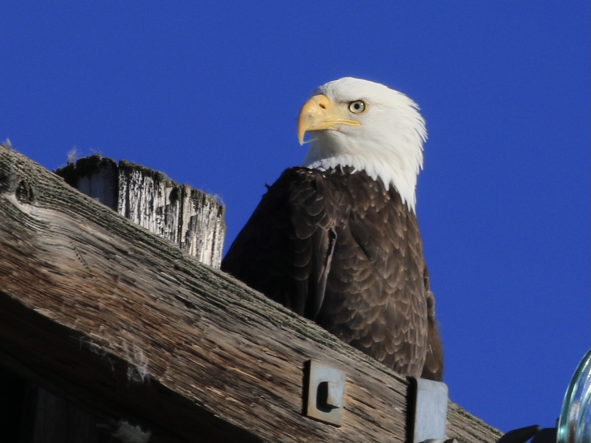 Bald Eagle - ML646798324
