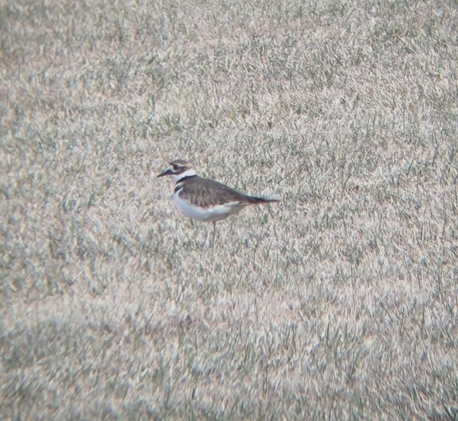 Killdeer - ML646798325