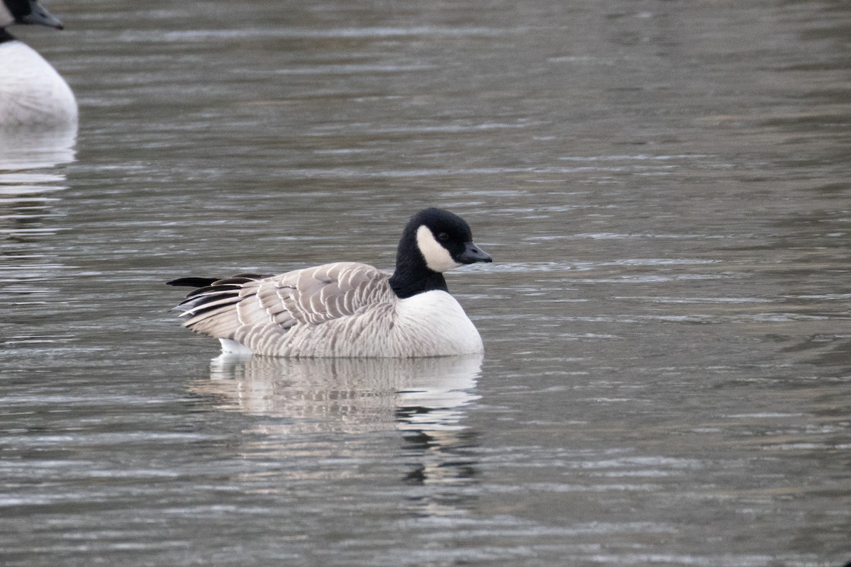 Cackling Goose (Richardson's) - ML646798326