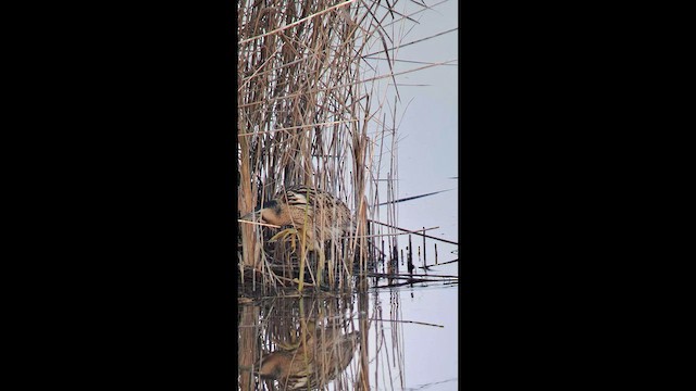 אנפה משורטטת - ML646798329