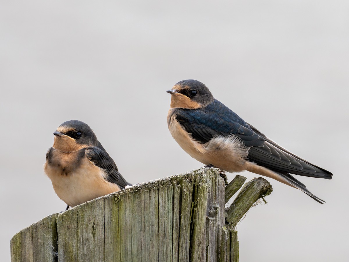 Enara arrunta - ML646798332