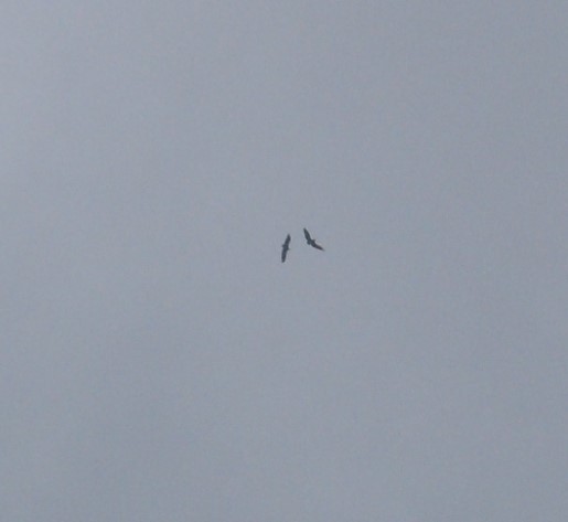 Орел-карлик малий - ML646798335