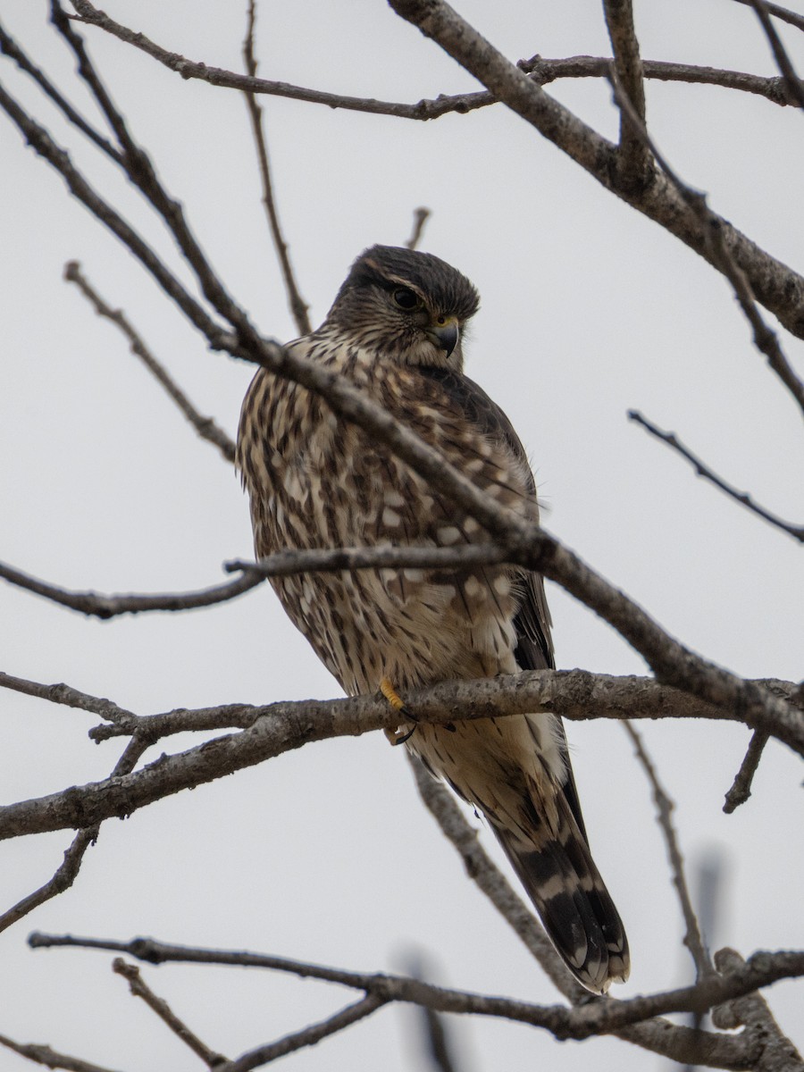 Хайргууна шонхор - ML646798336