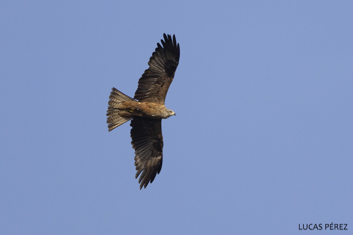 Miru beltza - ML646798338