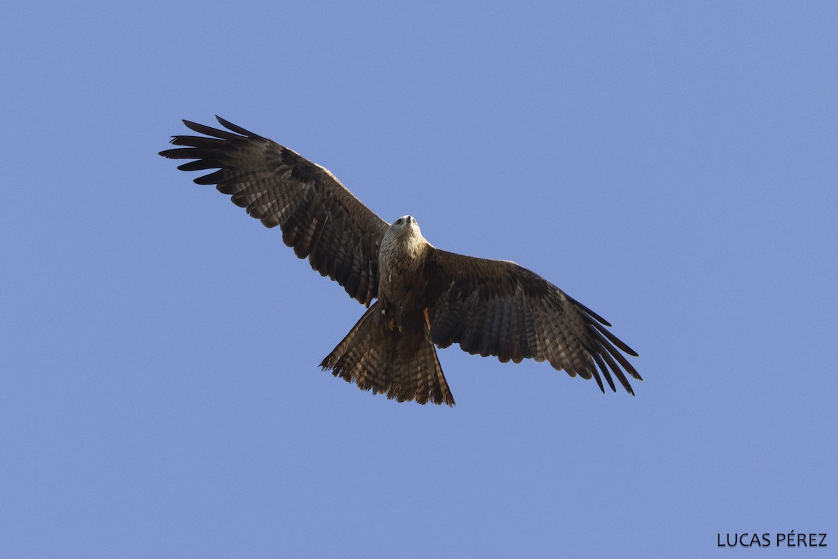 Miru beltza - ML646798339