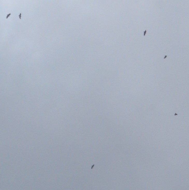 Орел-карлик малий - ML646798346