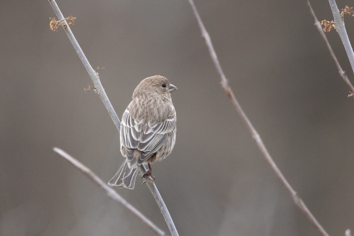 House Finch - ML646798353