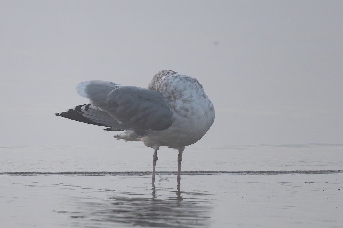 Kaio hauskara amerikarra - ML646798355