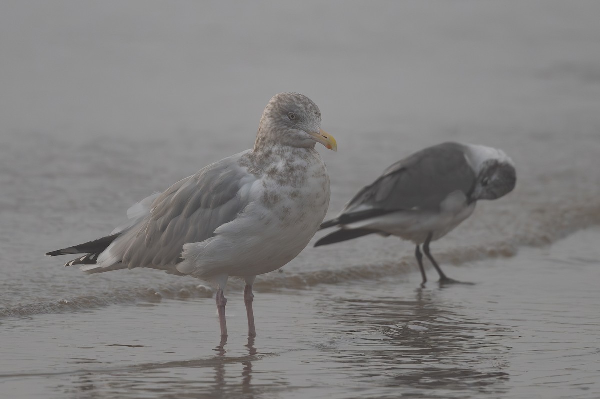 Kaio hauskara amerikarra - ML646798356