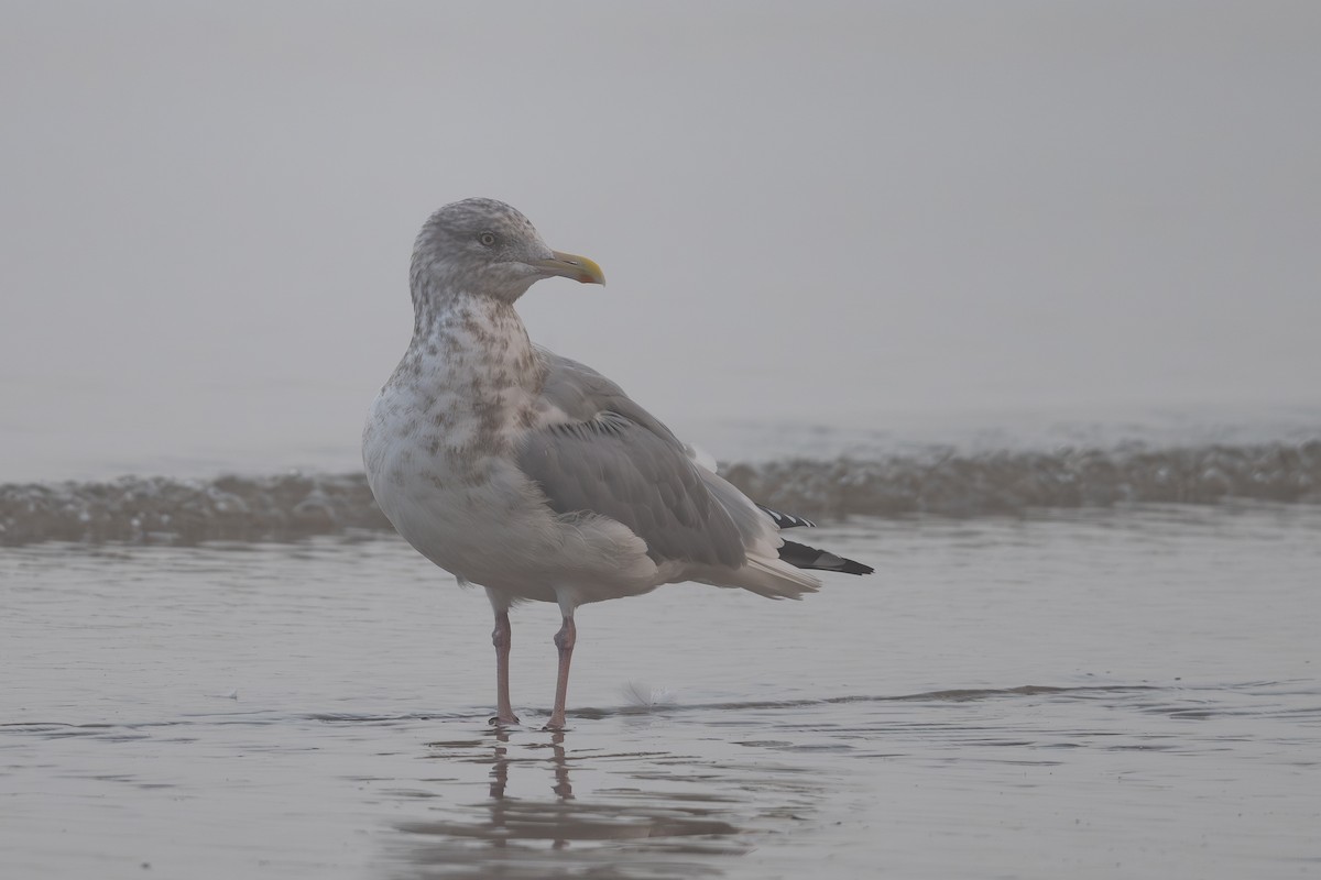 Kaio hauskara amerikarra - ML646798357