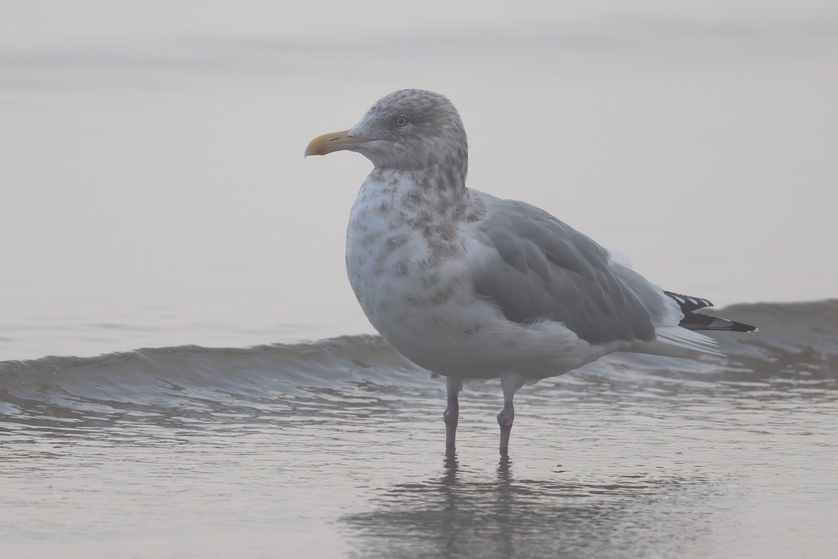 Kaio hauskara amerikarra - ML646798358