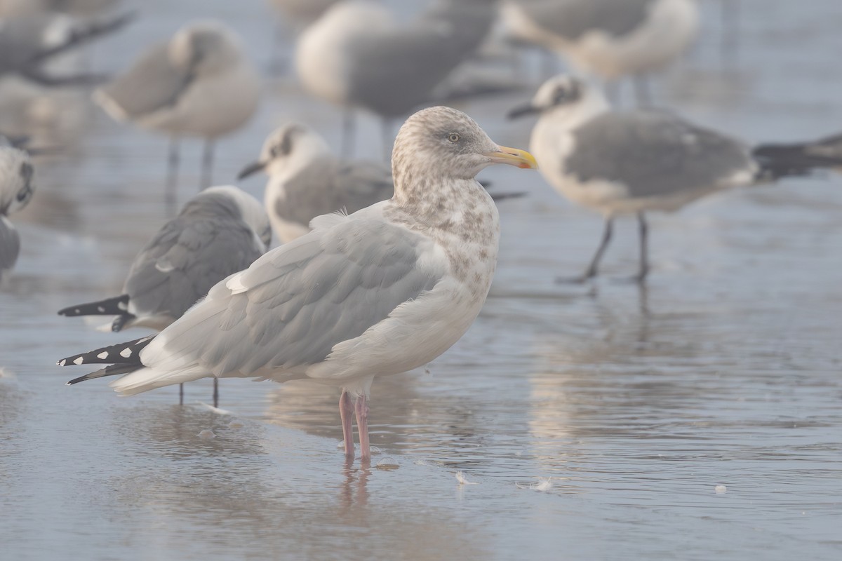 Kaio hauskara amerikarra - ML646798359