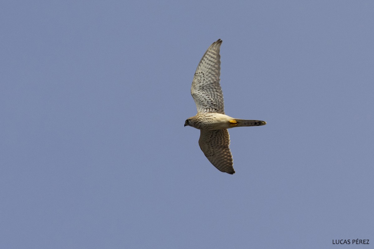 Etxe-belatza - ML646798362