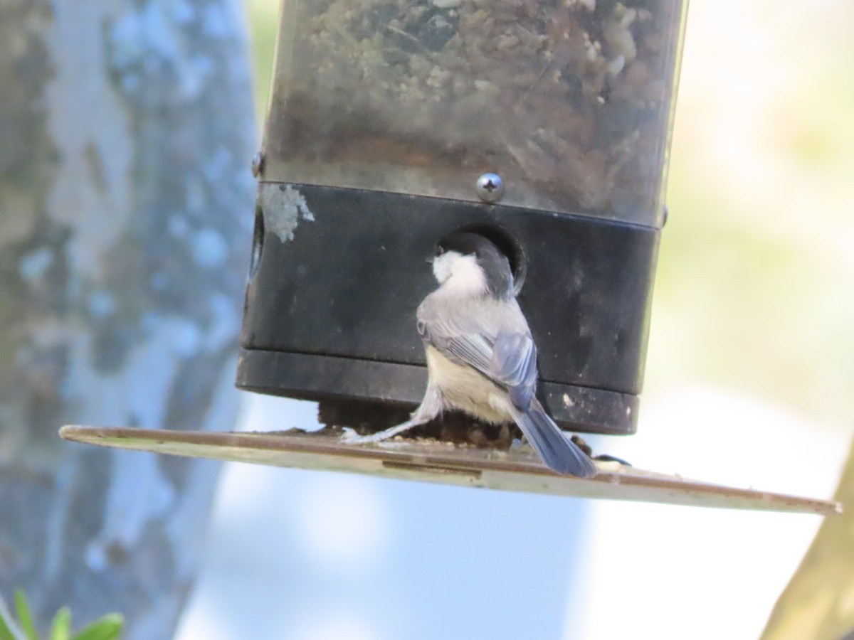 Каролинская гаичка - ML646798366