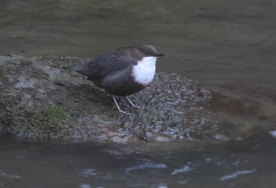 White-throated Dipper - ML646798369