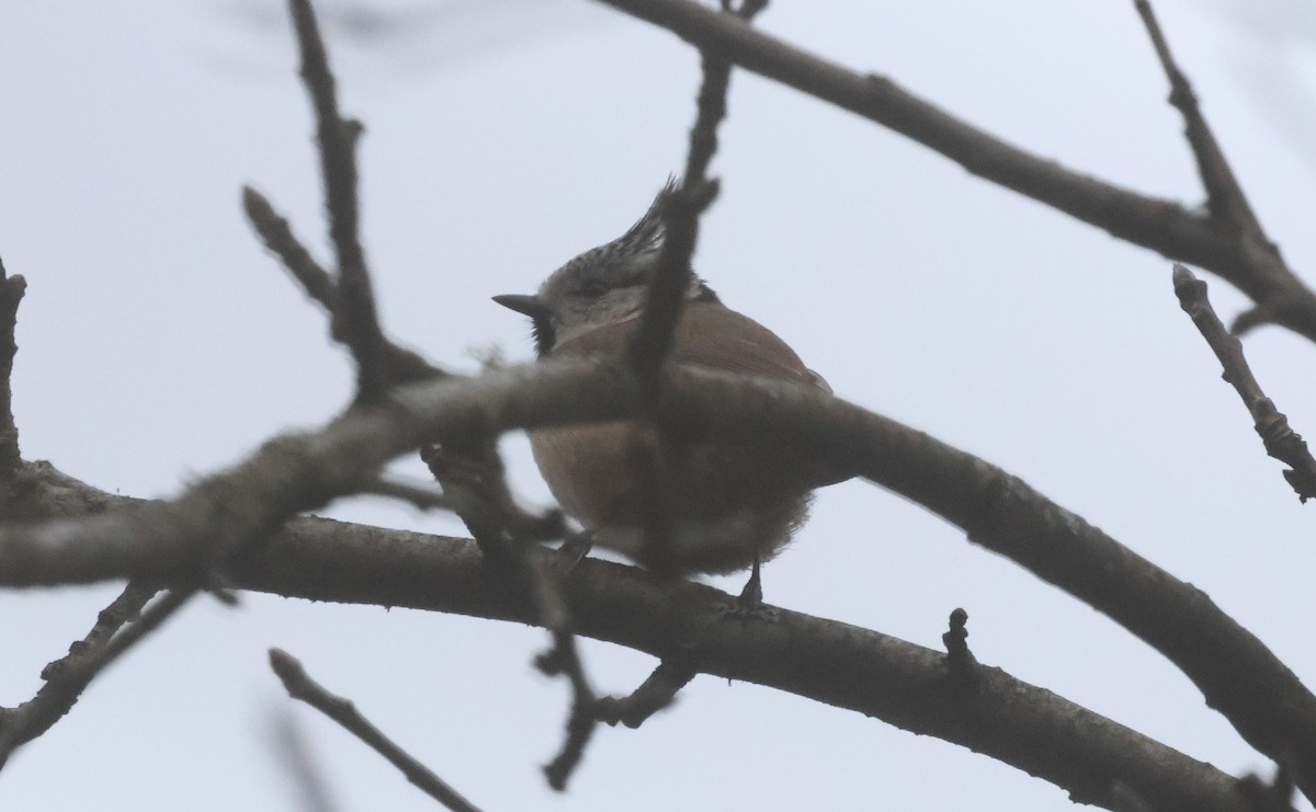 sýkora parukářka - ML646798377