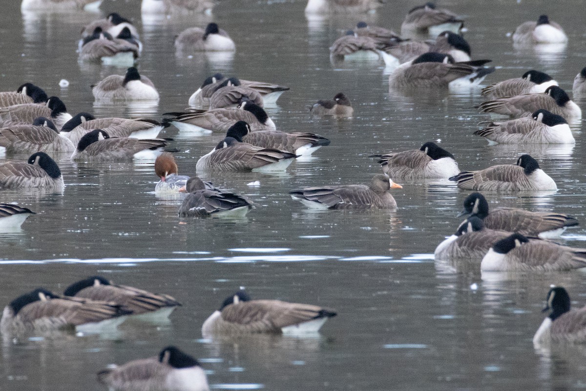 Манхин галуу - ML646798380