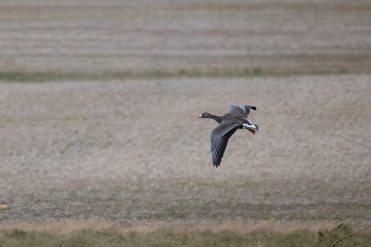 Манхин галуу - ML646798381