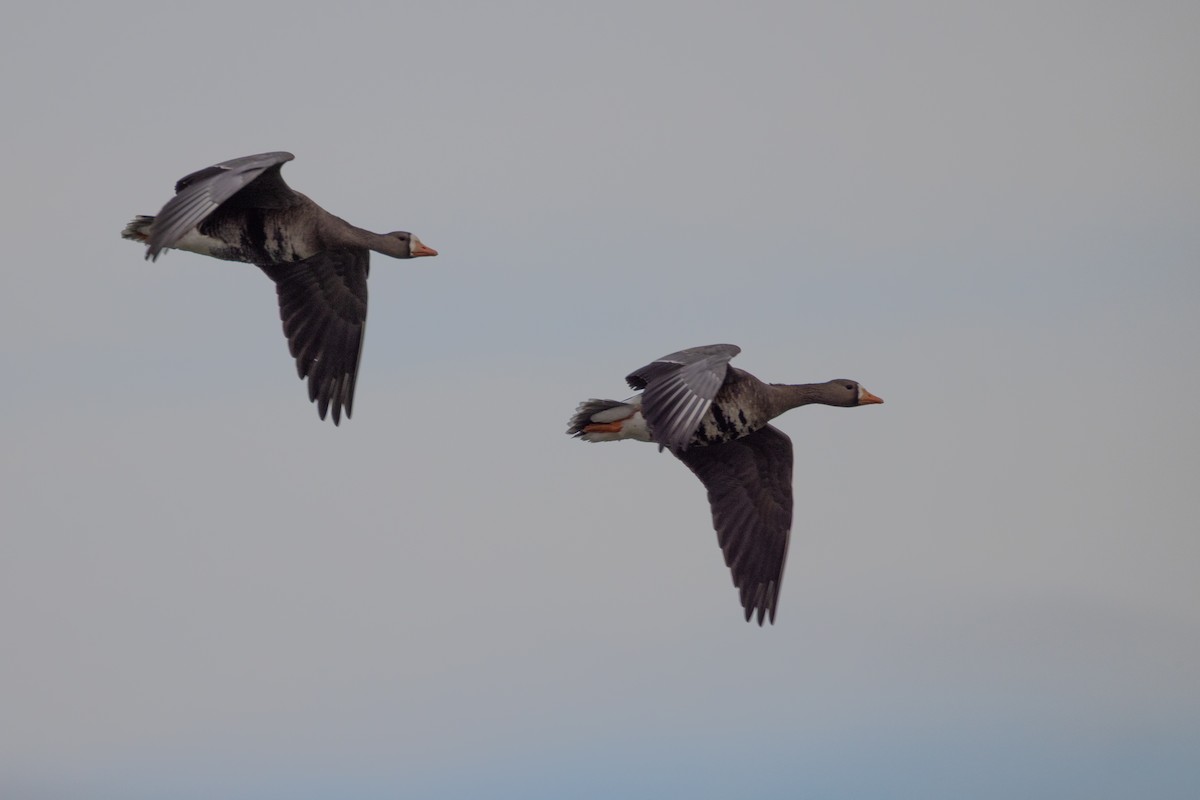 Манхин галуу - ML646798382