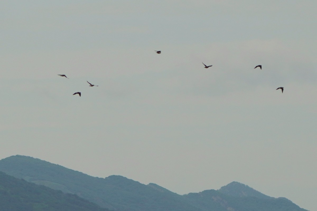 Rosy Starling - ML646798383