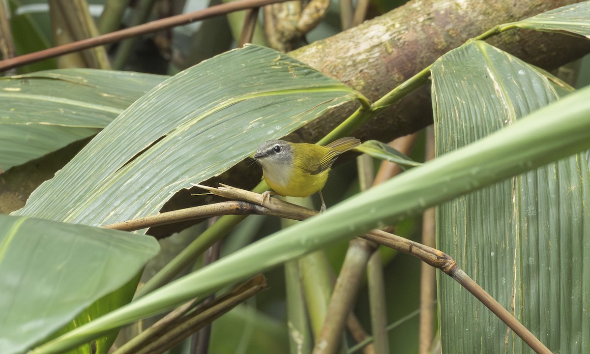 Yellow-bellied Warbler - ML646798387