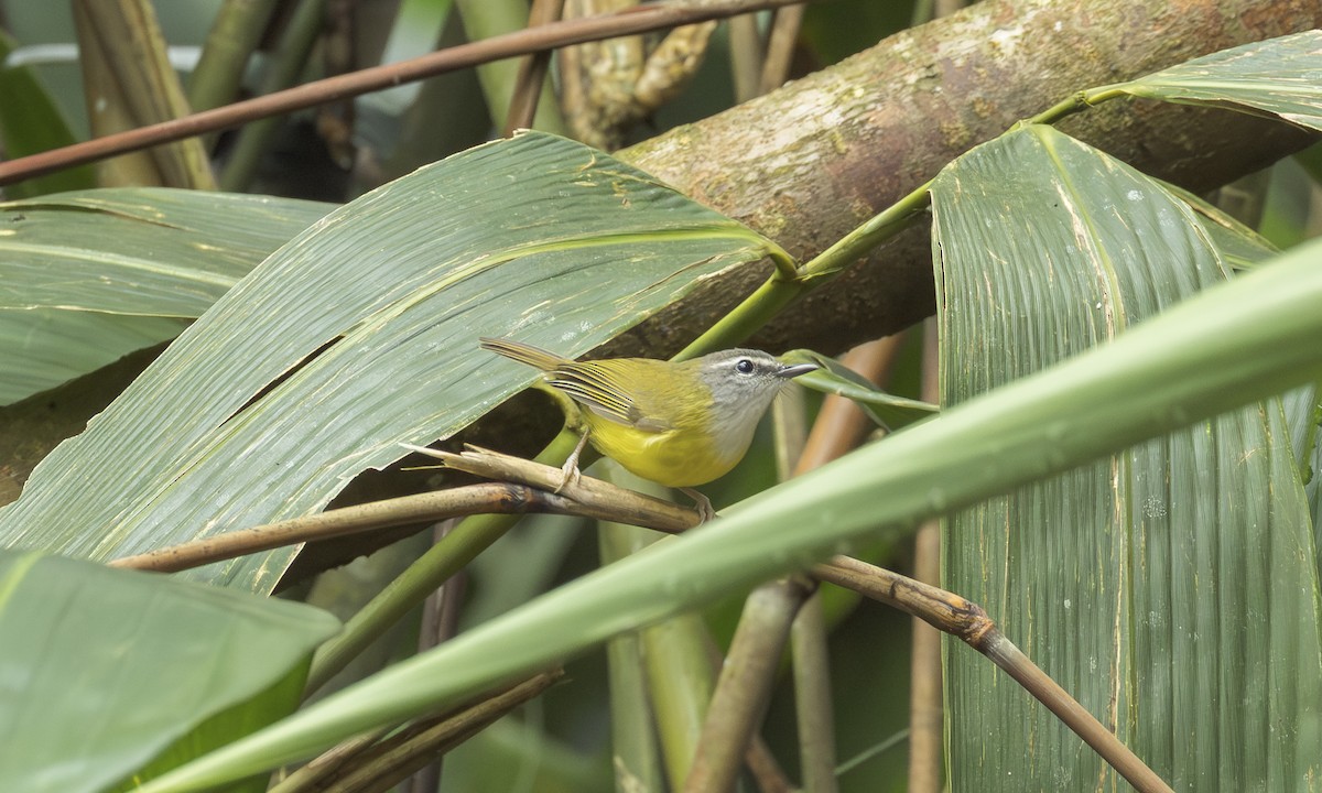 Yellow-bellied Warbler - ML646798388