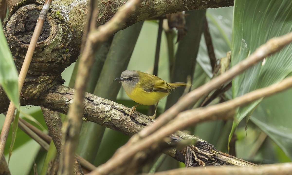 Yellow-bellied Warbler - ML646798390