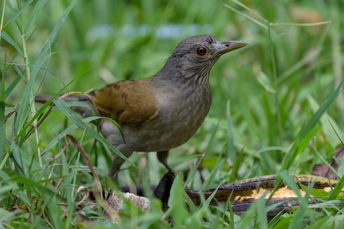 Pale-breasted Thrush - ML646798391