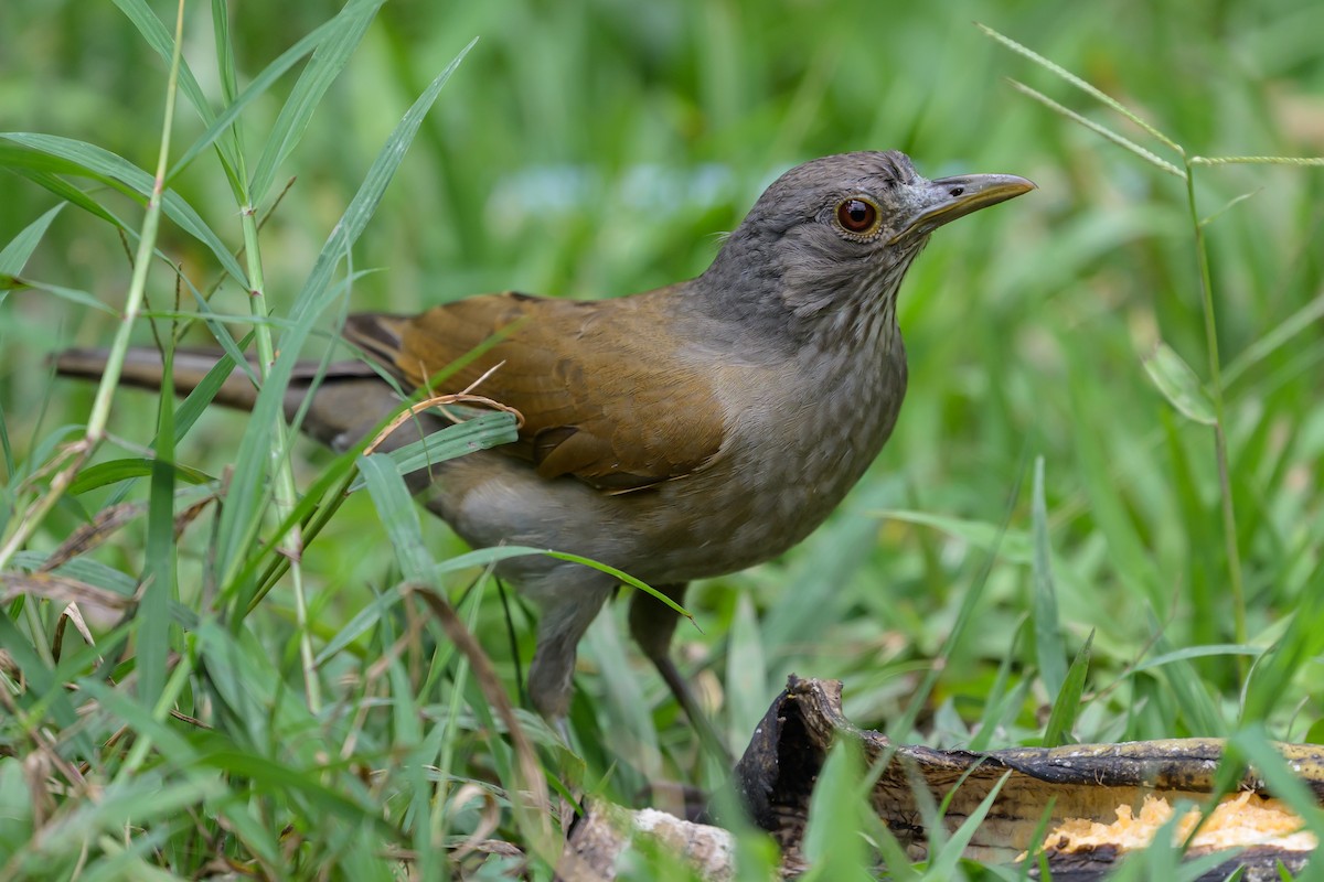 Pale-breasted Thrush - ML646798392