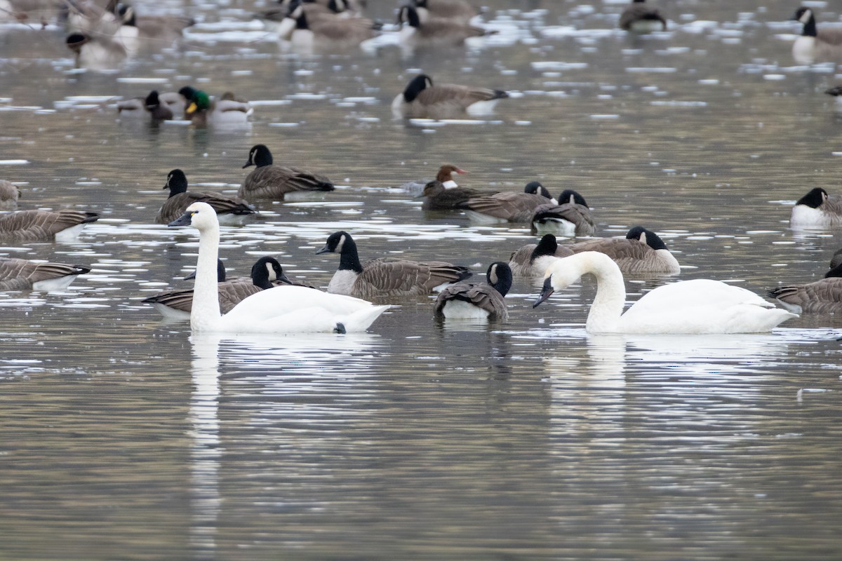 Гунгар хун - ML646798393