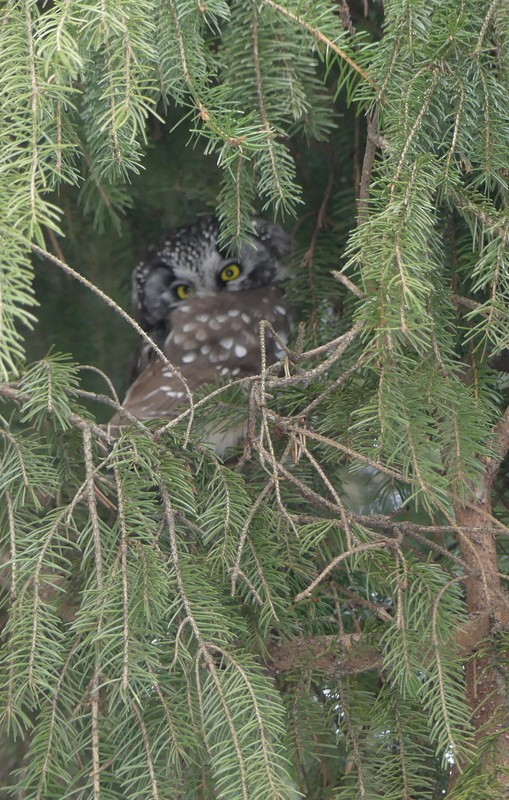 כוס חום - ML646798401