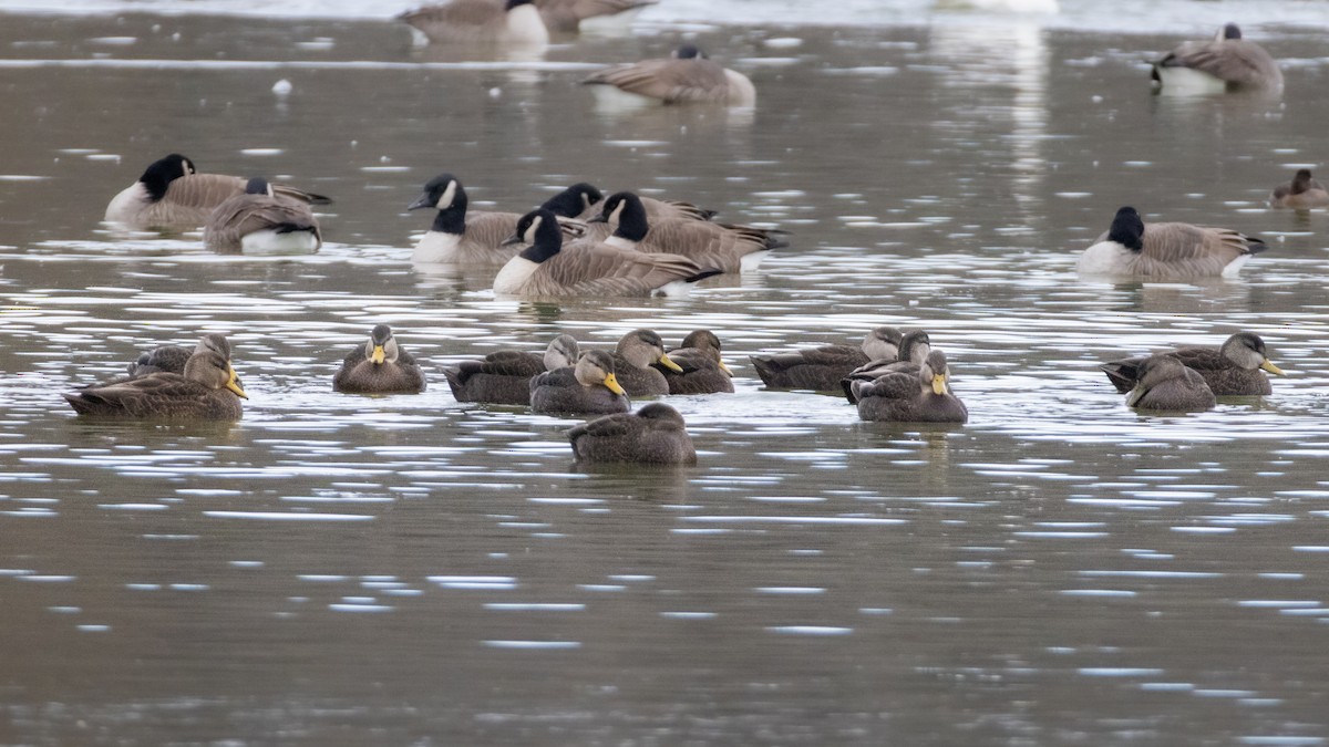 American Black Duck - ML646798402