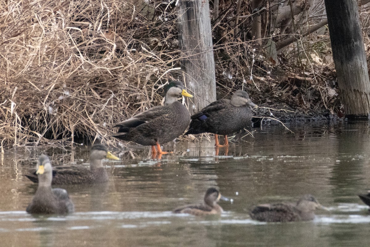 Mallard x American Black Duck (hybrid) - ML646798408