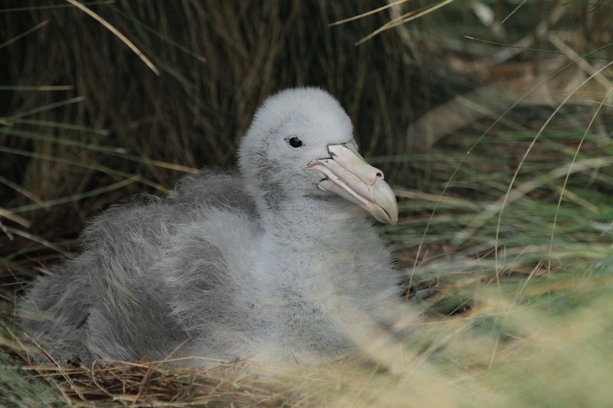 Northern Giant-Petrel - ML64679841