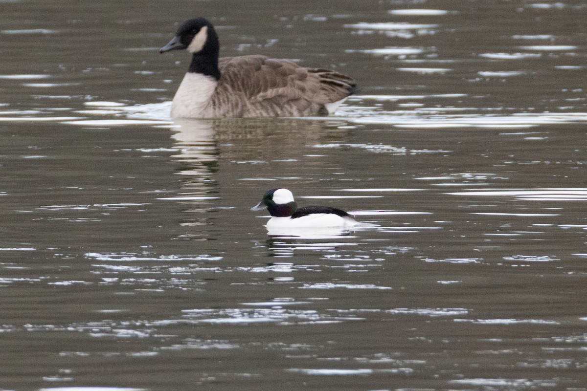 Bufflehead - ML646798413