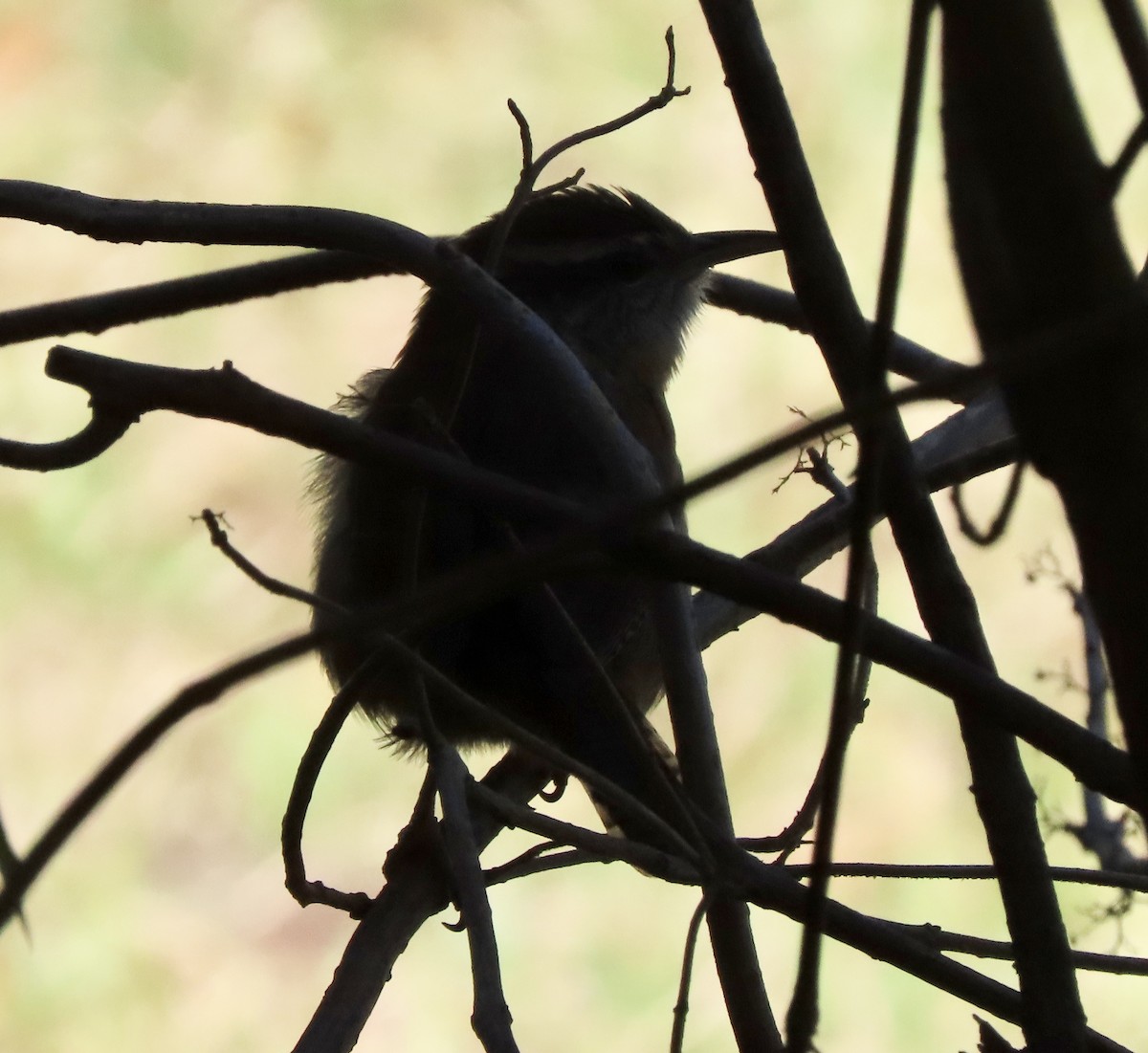 Carolina Wren - ML646798416