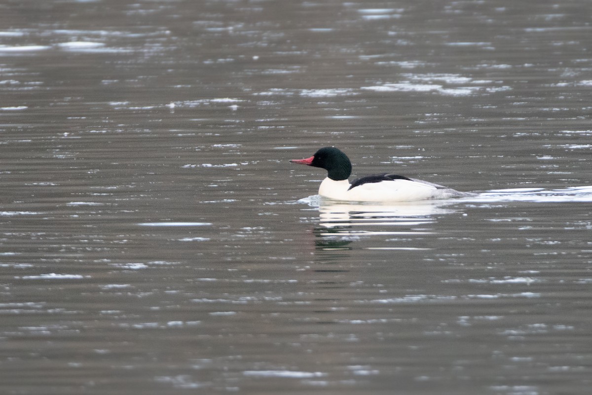 Хумхин бохио - ML646798418