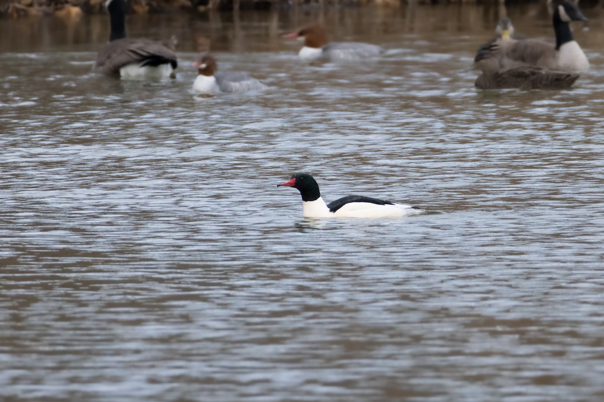 Хумхин бохио - ML646798419