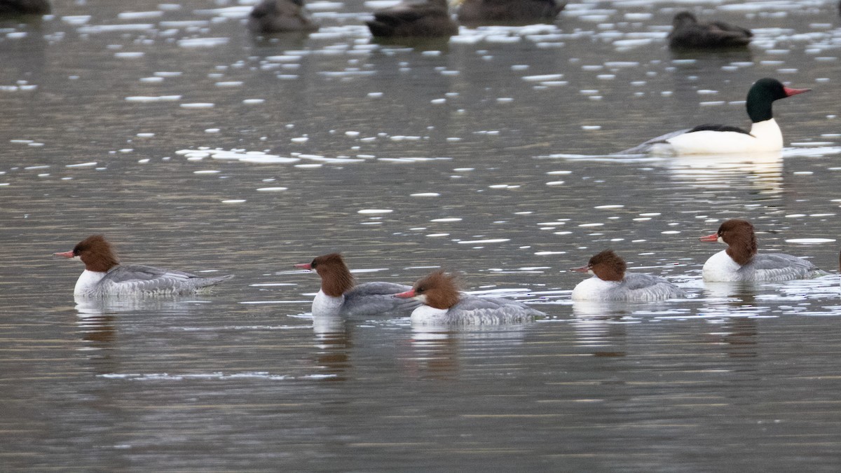 Хумхин бохио - ML646798420