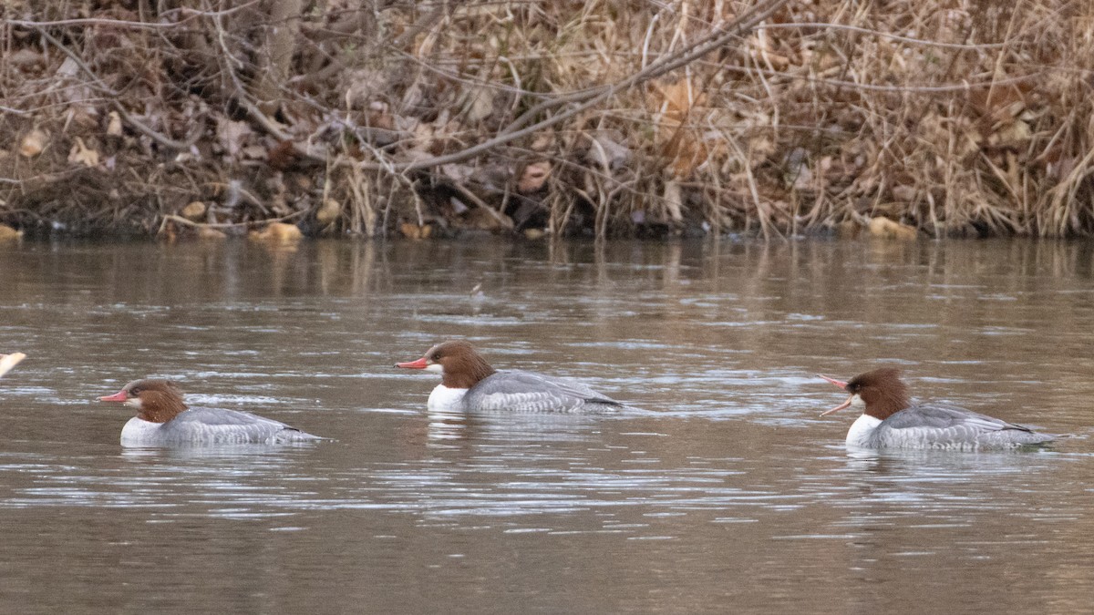 Хумхин бохио - ML646798421