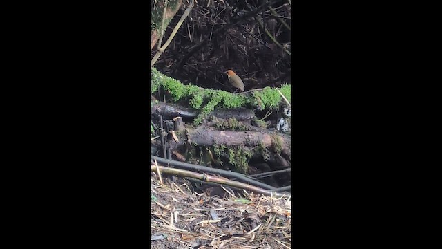 Chestnut-crowned Antpitta - ML646798423