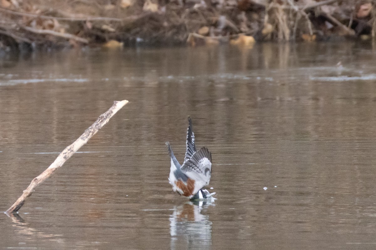 Belted Kingfisher - ML646798424